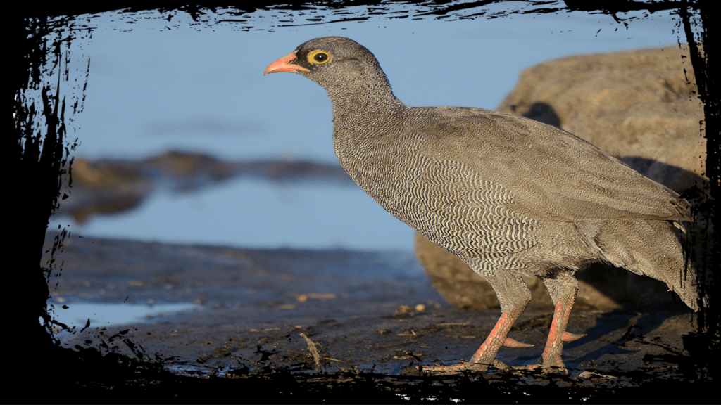 OVERBERG BIRDING ROUTE